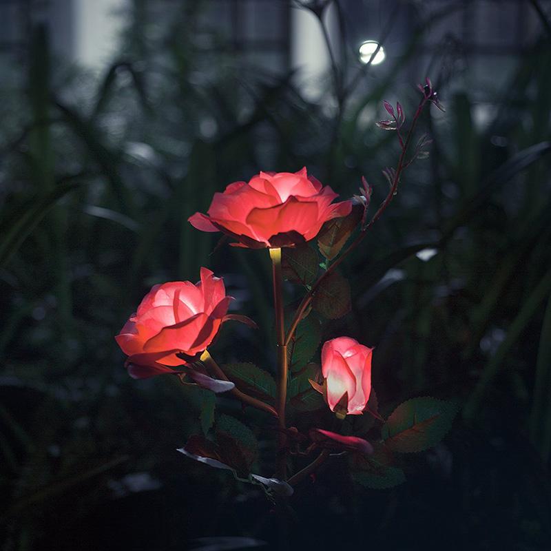Rosa Eterna com LED Solar