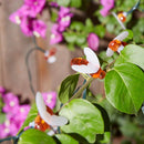 Luzes de Abelha LED à Energia Solar