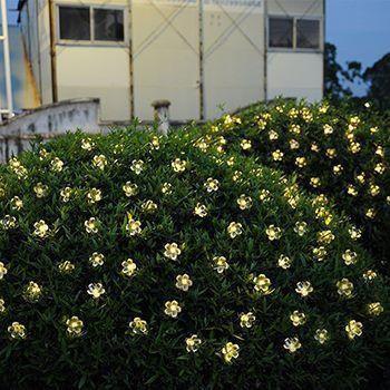 Flores Pisca-Pisca com Painel Solar (Branco Quente)