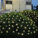 Flores Pisca-Pisca com Painel Solar (Branco Quente)