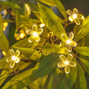 Flores Pisca-Pisca com Painel Solar (Branco Quente)