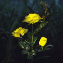 Rosa Eterna com LED Solar